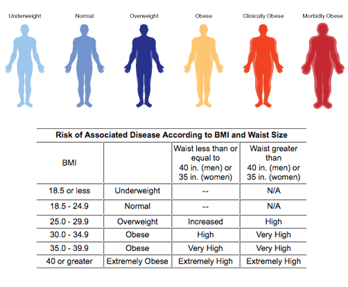 Underweight Normal Overweight Chart
